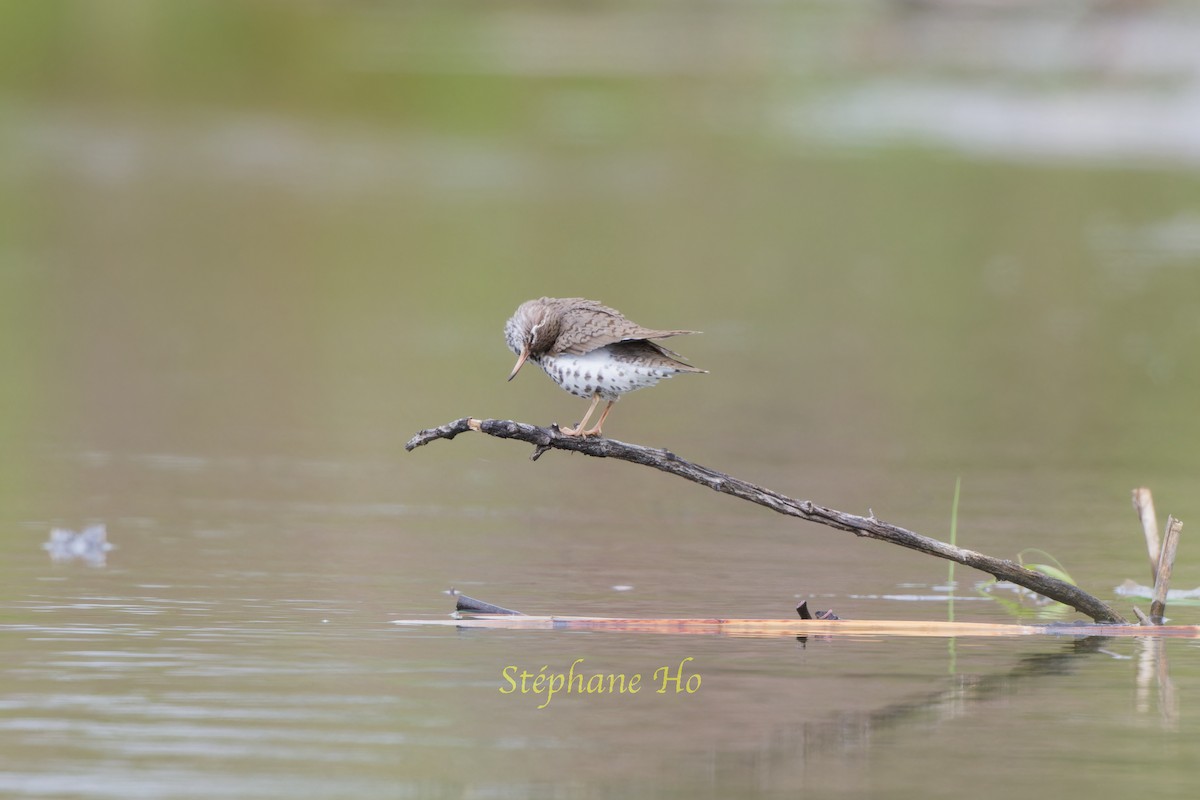 Spotted Sandpiper - ML619113592