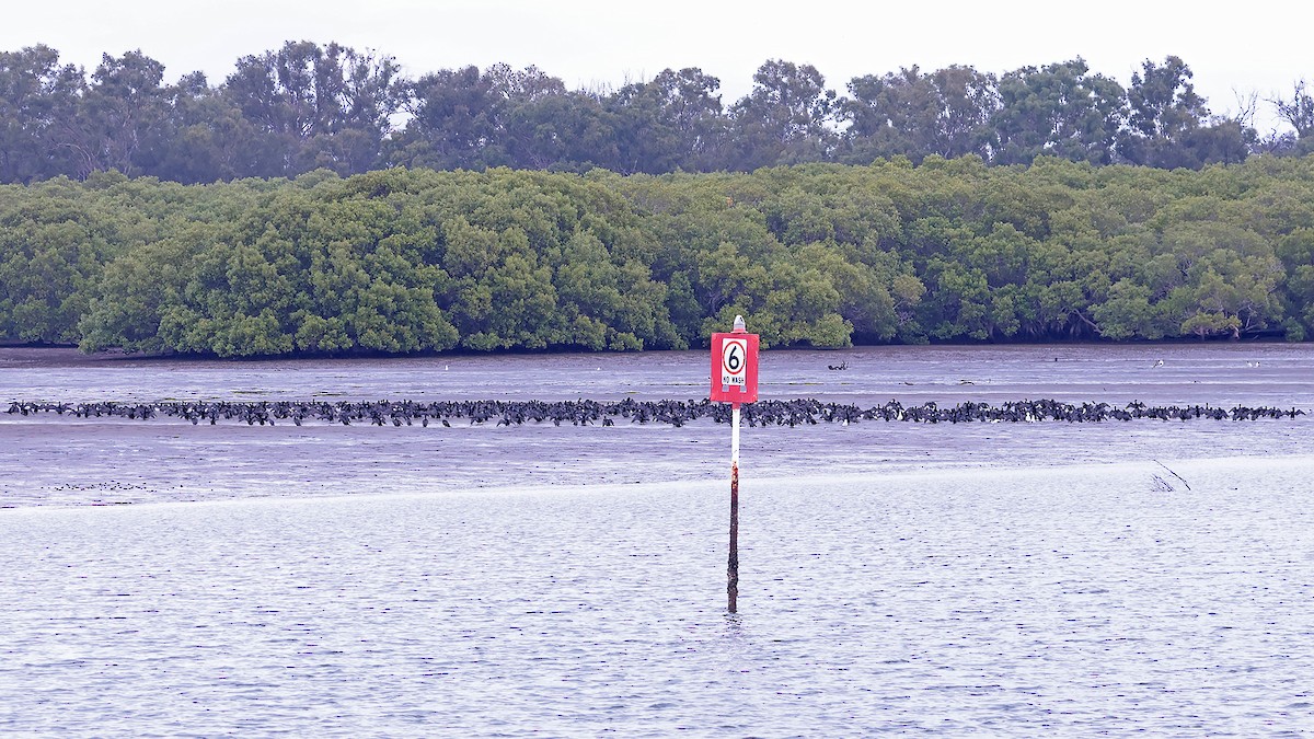 Little Black Cormorant - Stephen Murray