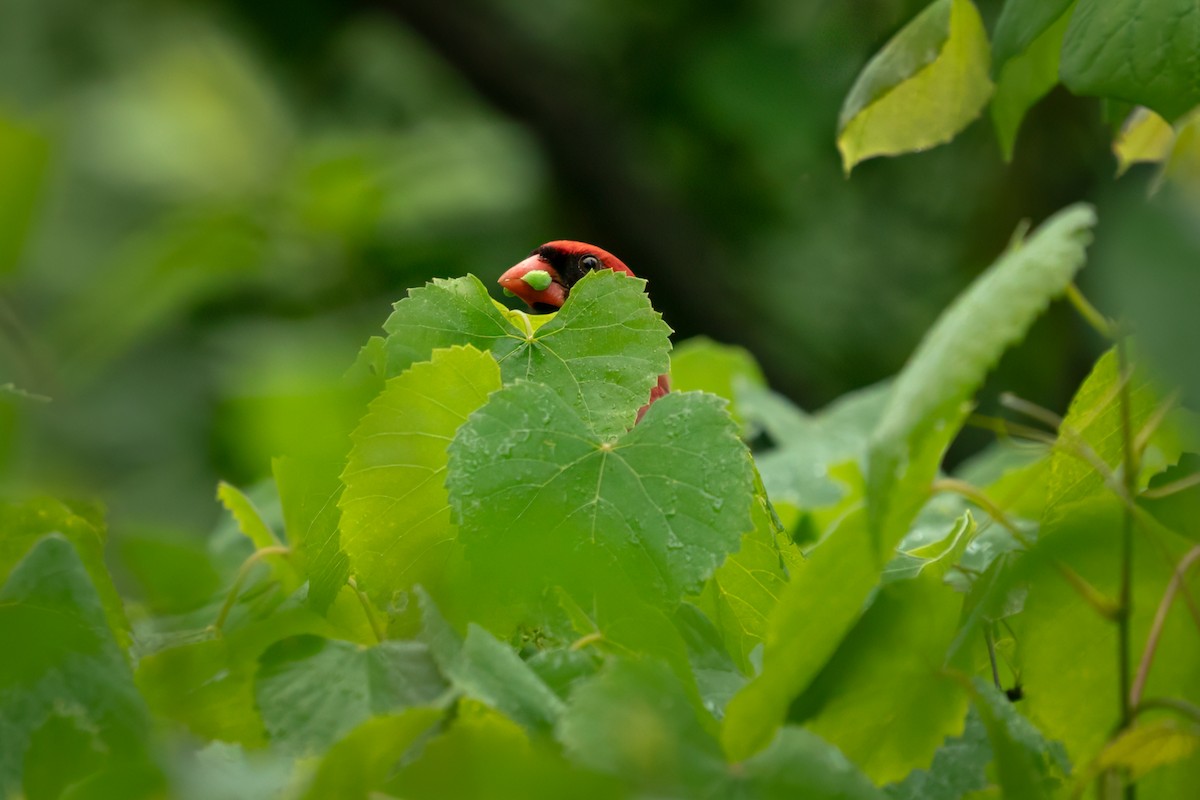 Northern Cardinal - Rick Wilhoit