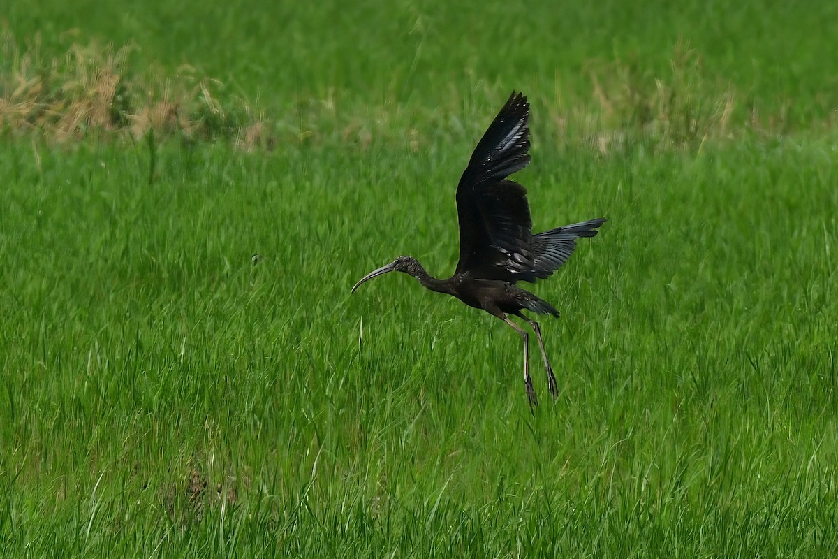 Glossy Ibis - ML619113636