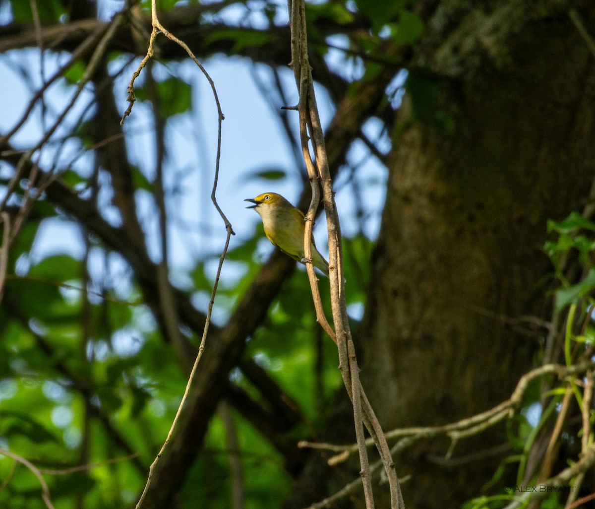 White-eyed Vireo - Alex Bryant