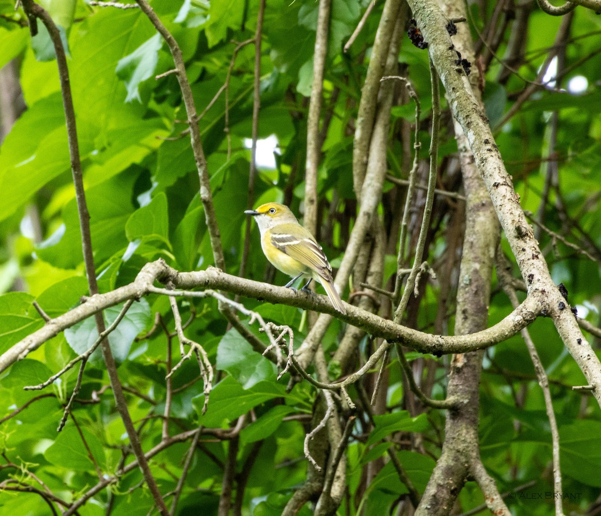 White-eyed Vireo - Alex Bryant