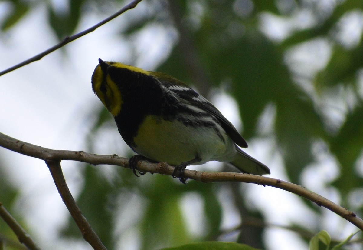 Black-throated Green Warbler - Siva Gopalnarayanan