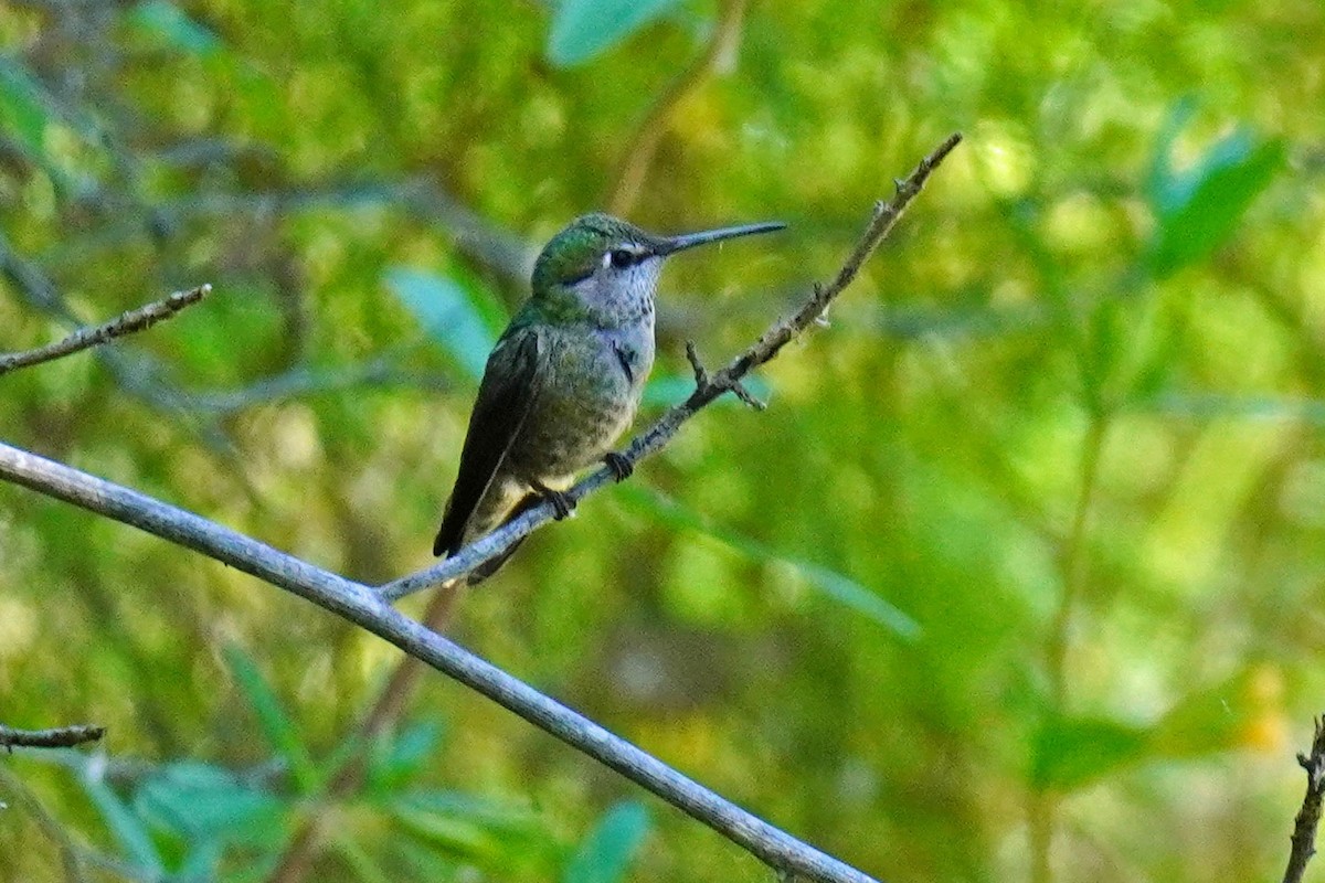 Anna's Hummingbird - Susan Iannucci