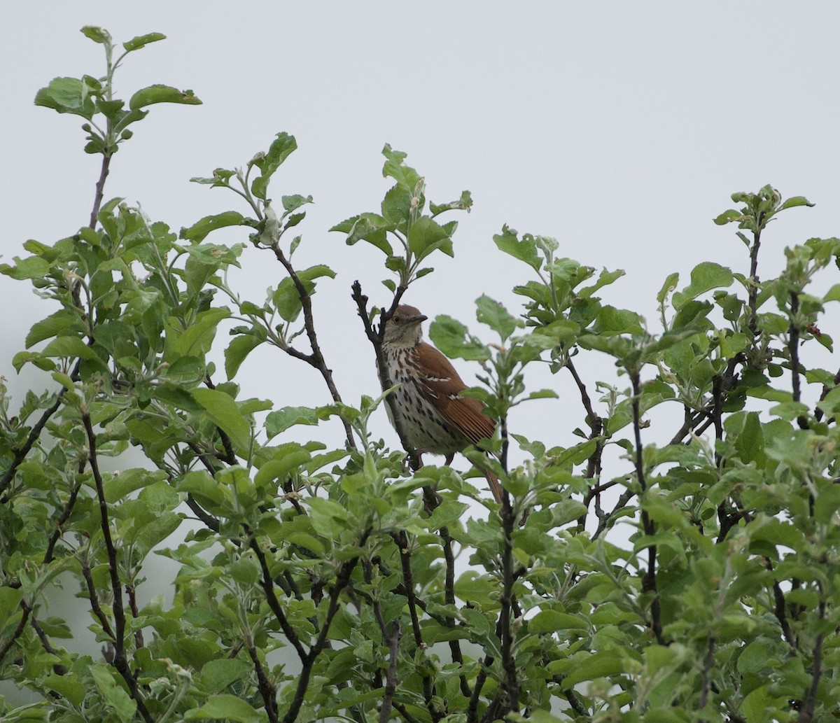 Brown Thrasher - Cherie F