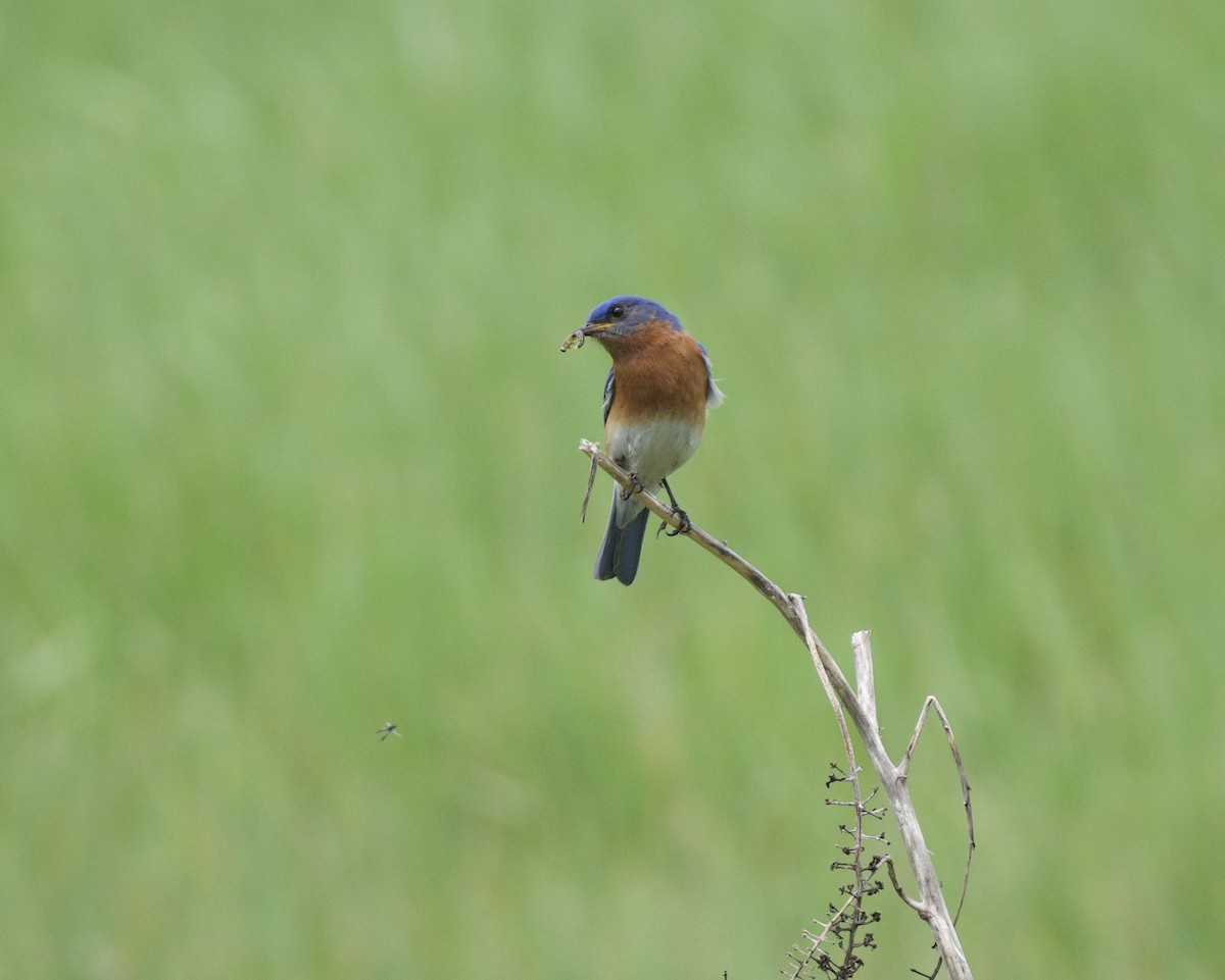 Eastern Bluebird - Cherie F