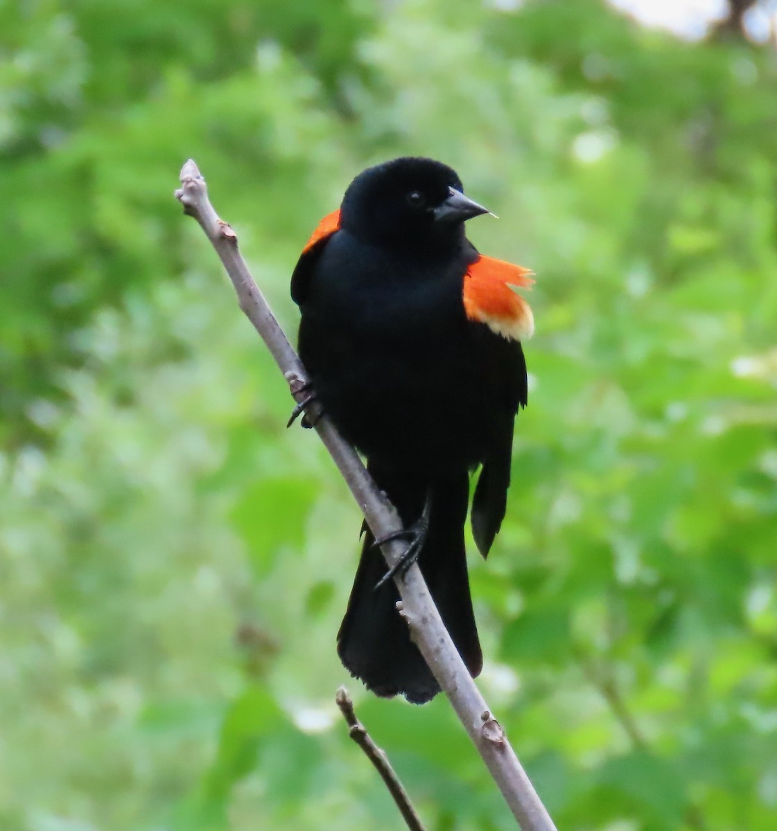 Red-winged Blackbird (Red-winged) - Randy Shonkwiler
