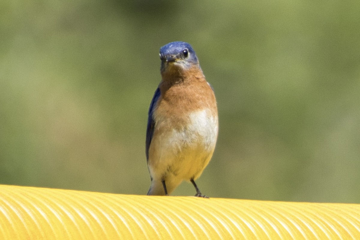 Eastern Bluebird - Anonymous