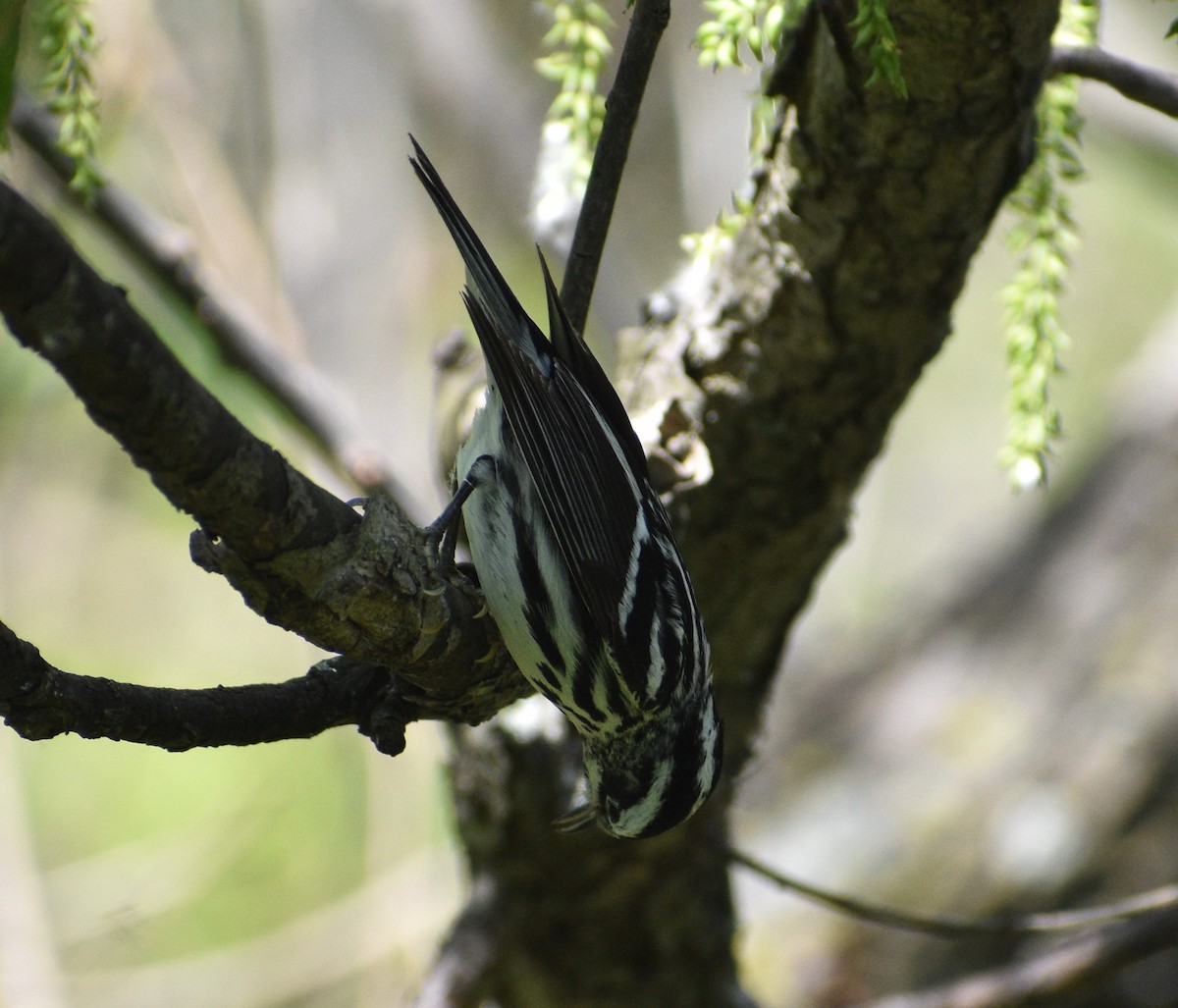 Black-and-white Warbler - Siva Gopalnarayanan