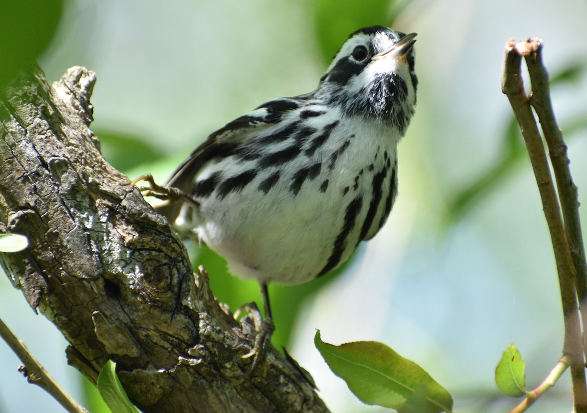 Black-and-white Warbler - Siva Gopalnarayanan