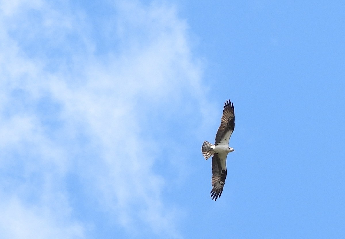 Osprey - Lori O'Bar