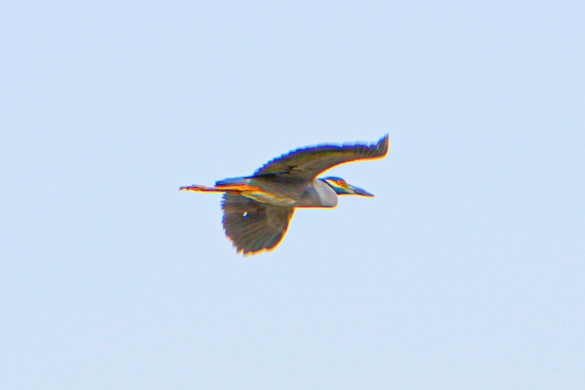 Yellow-crowned Night Heron - Drake Thomas