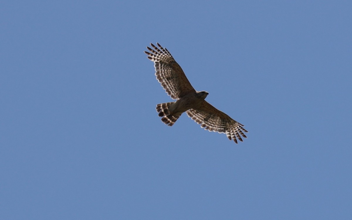 Red-shouldered Hawk - ML619113796