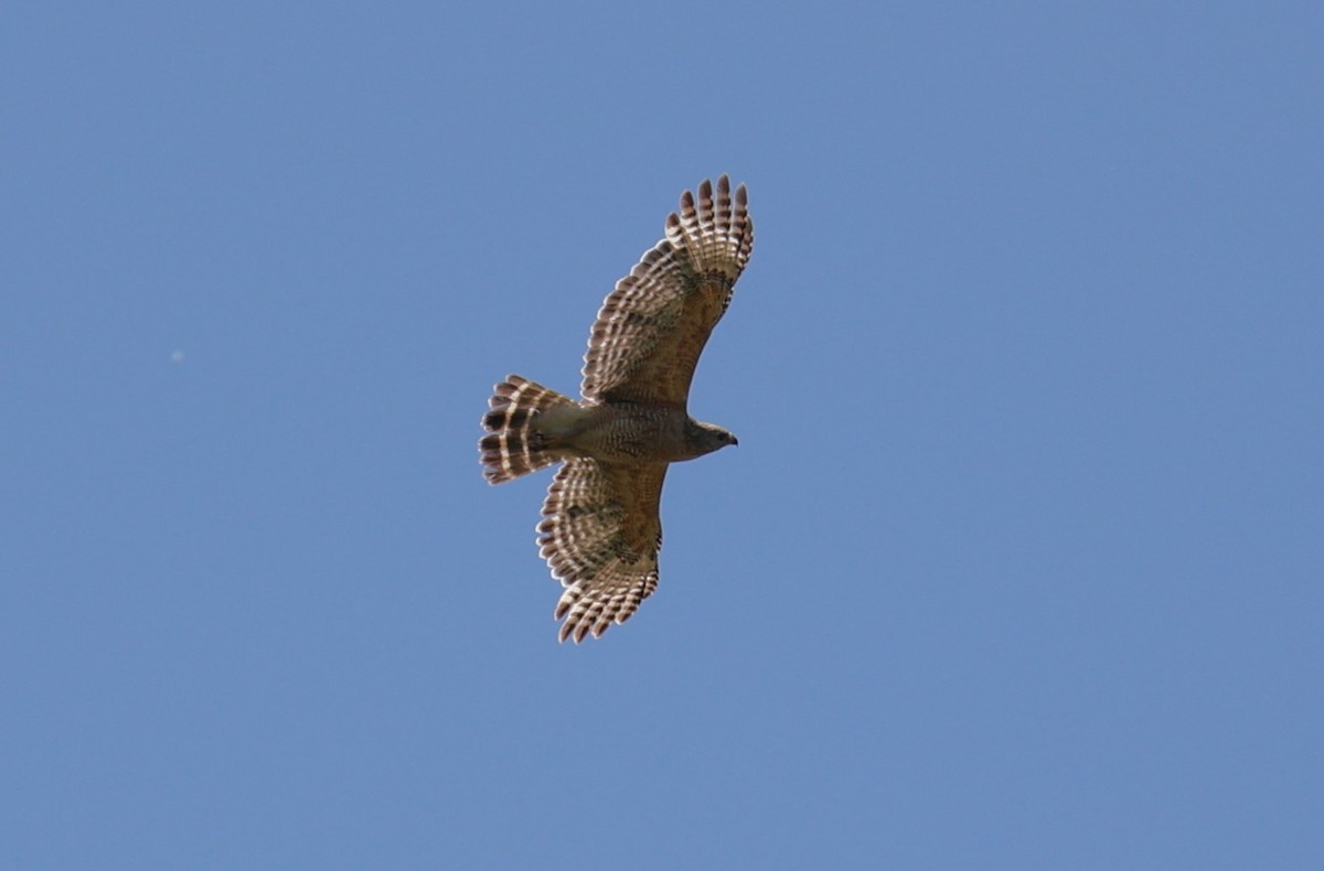 Red-shouldered Hawk - ML619113797