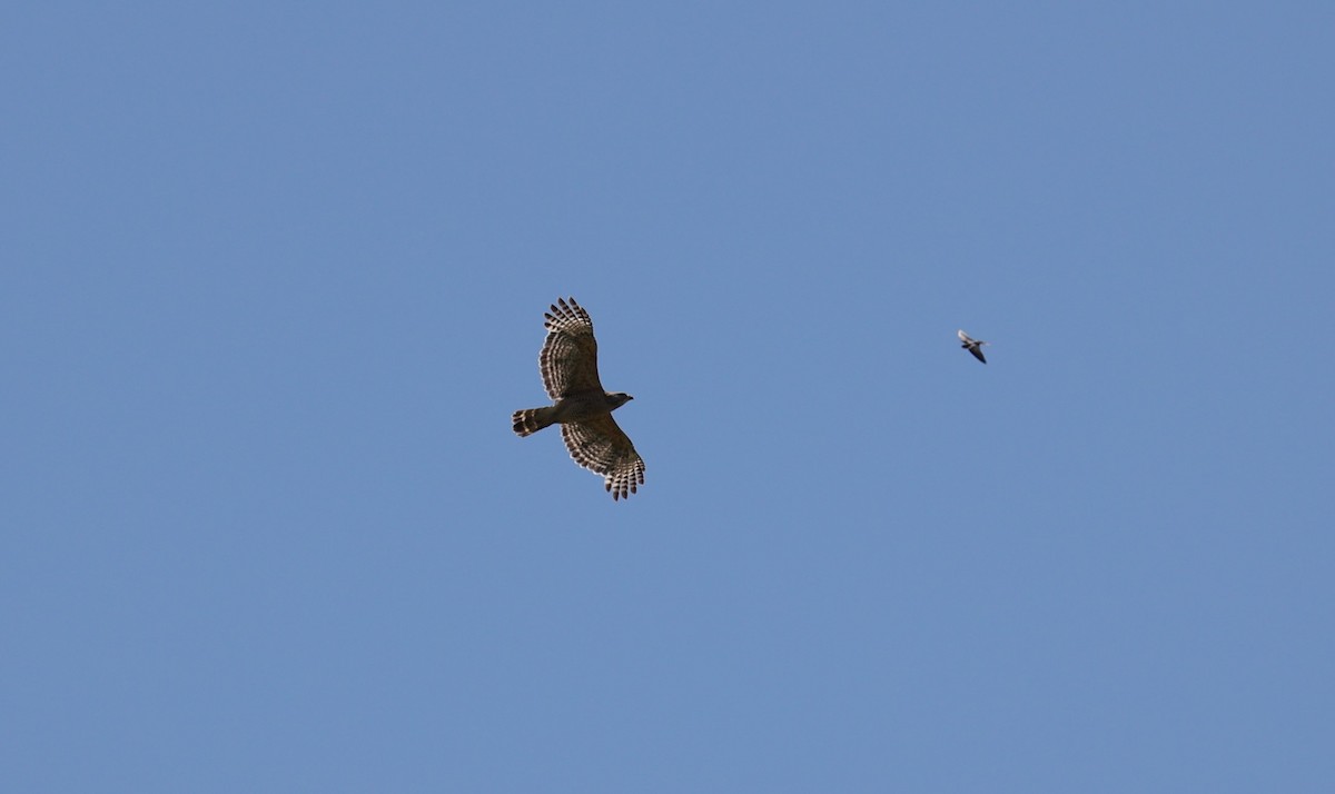 Red-shouldered Hawk - ML619113799