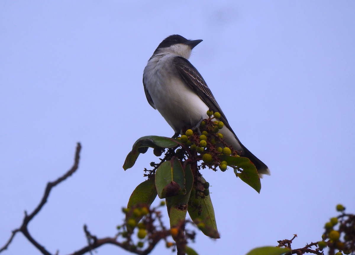 Western x Eastern Kingbird (hybrid) - Fredy Ramirez Palma (NatuCultura,  Tour Operador/ Team Warblers Huehue) +502  5624 - 6124