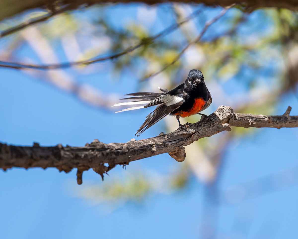 Painted Redstart - Patti Koger