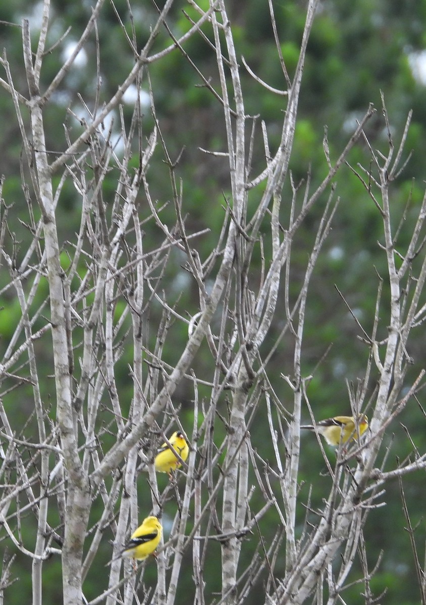 American Goldfinch - Lori O'Bar