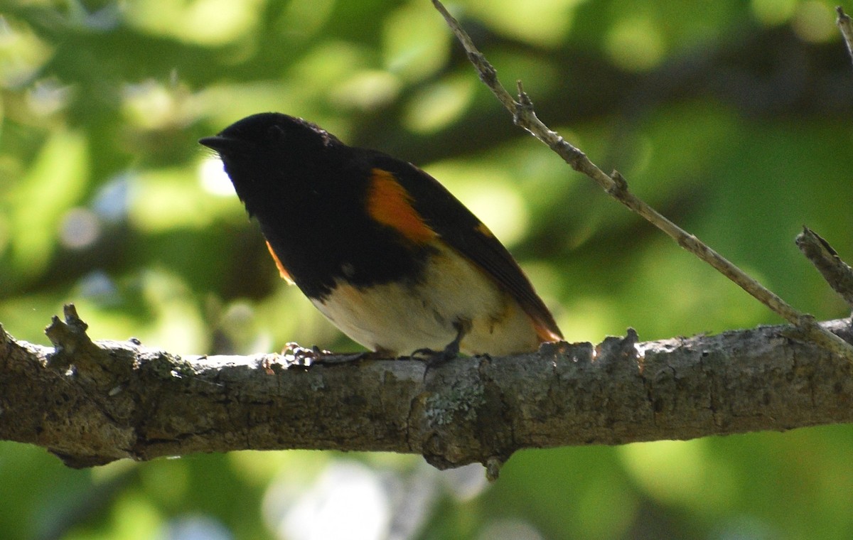 American Redstart - Siva Gopalnarayanan