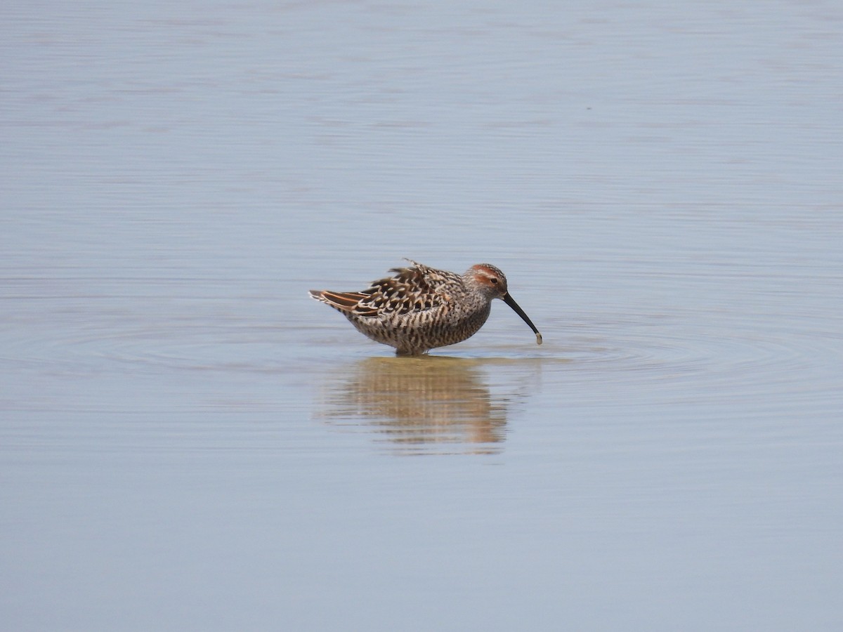 Stilt Sandpiper - ML619113838