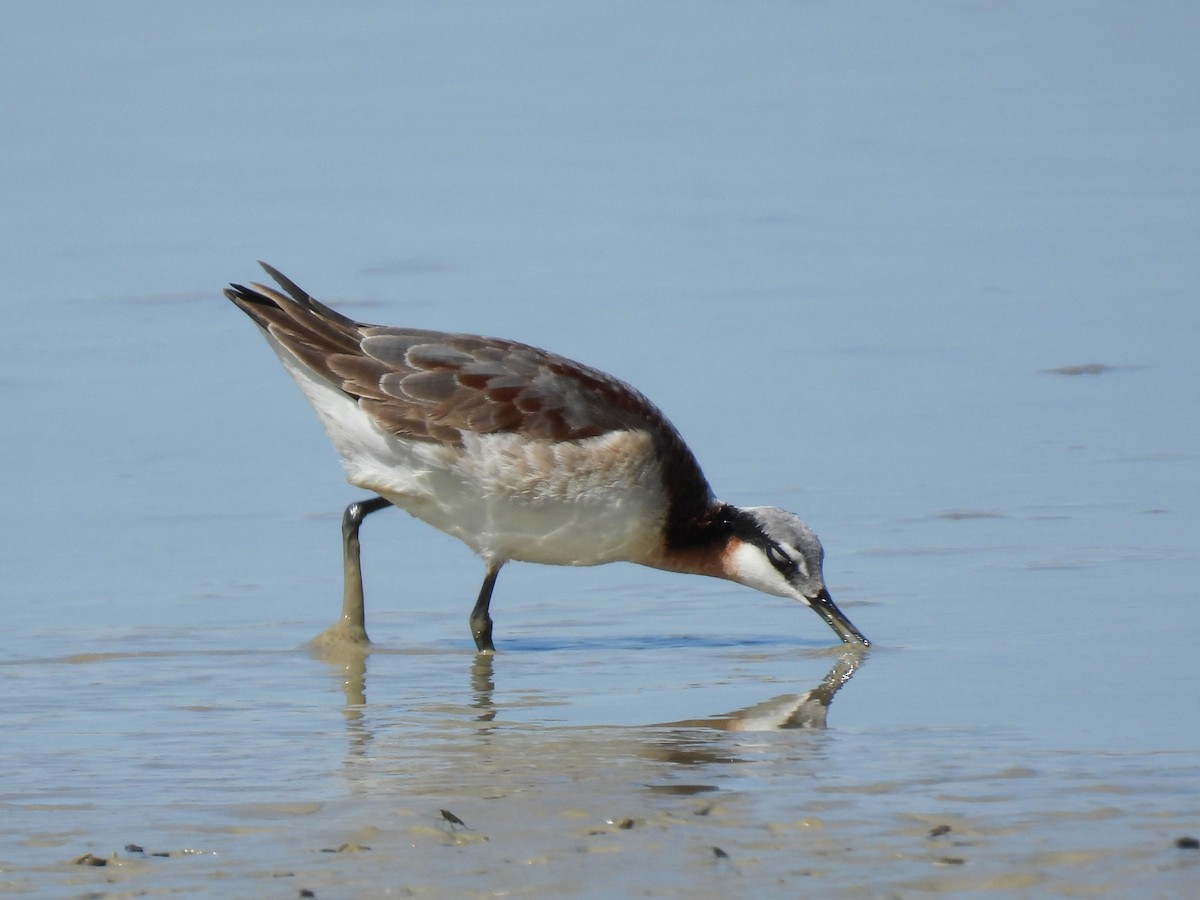 Phalarope de Wilson - ML619113855