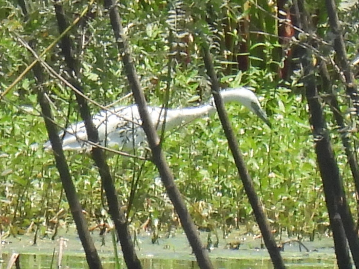 Little Blue Heron - Marie Asscherick