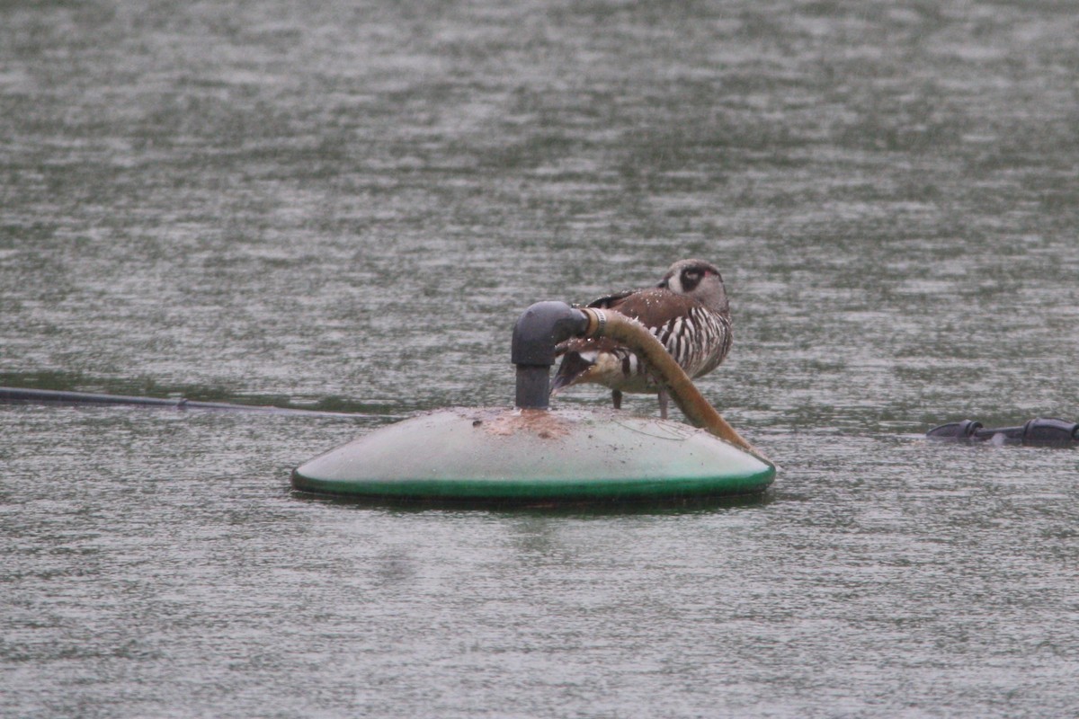 Pink-eared Duck - ML619113875