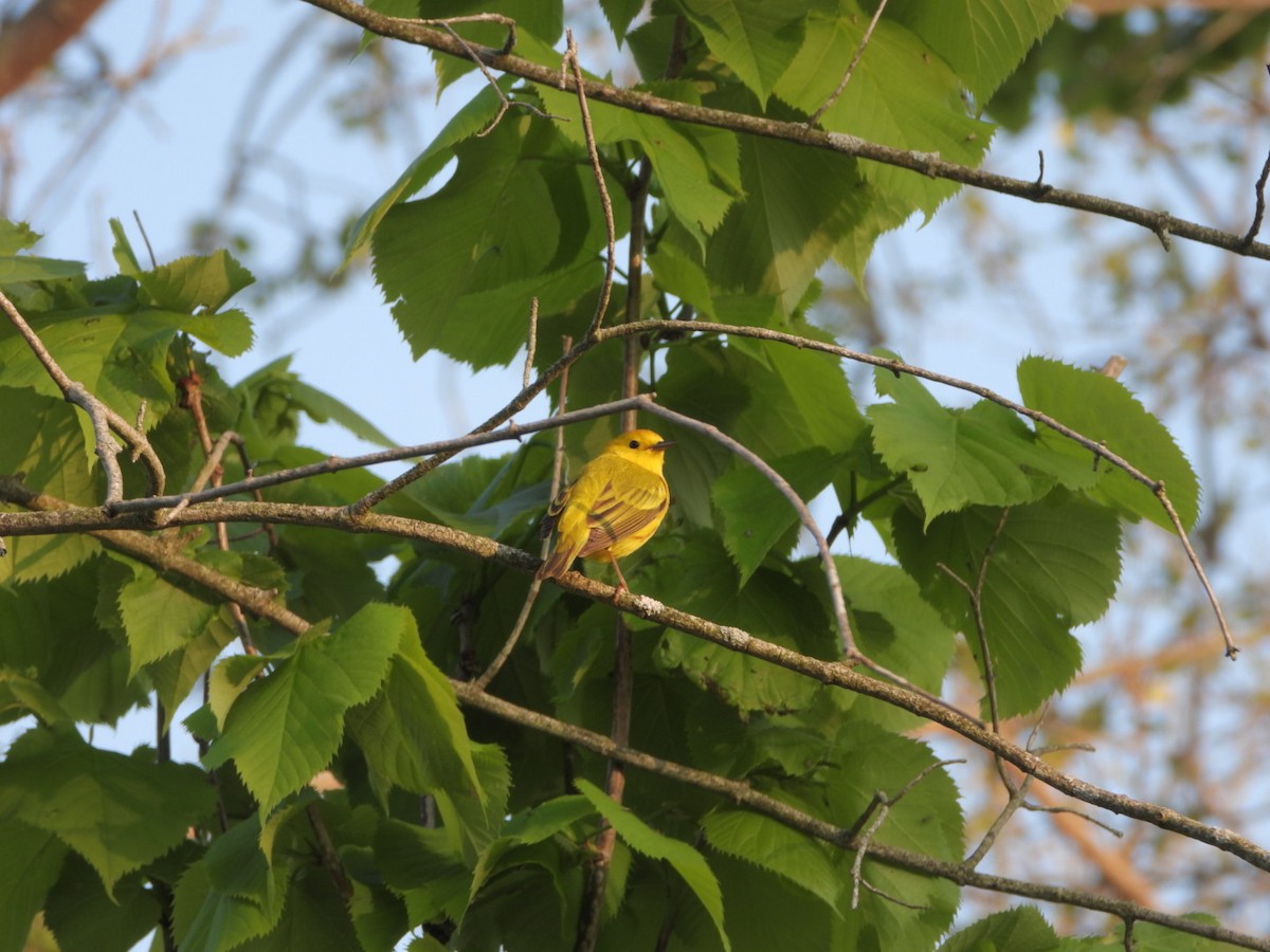 Yellow Warbler - Kathy Tucker