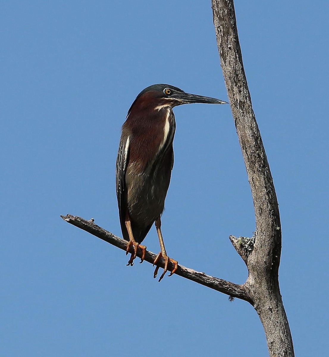 Green Heron - Lisa Rose