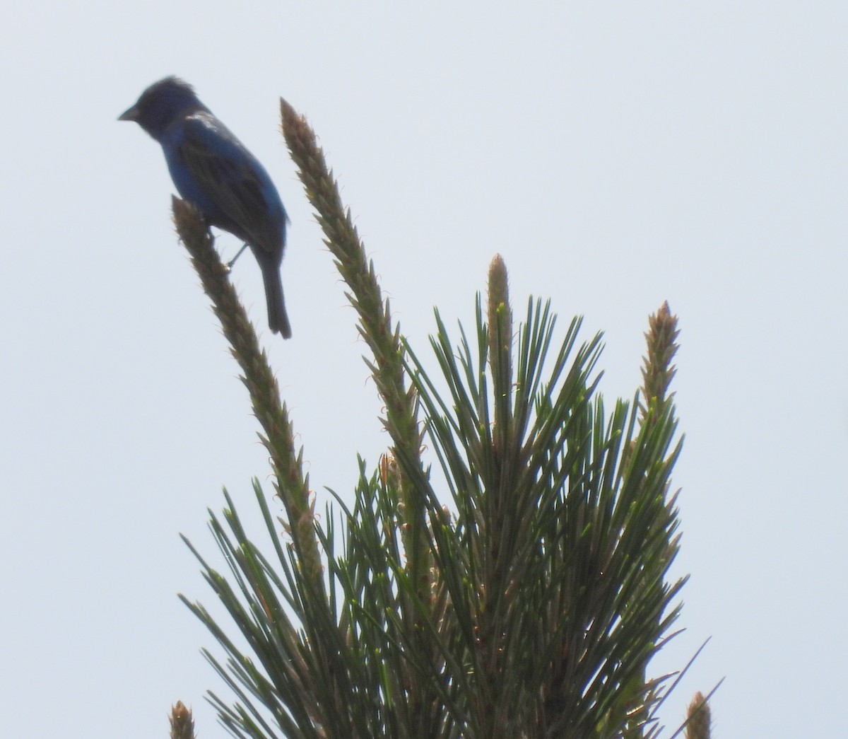 Indigo Bunting - Lori O'Bar