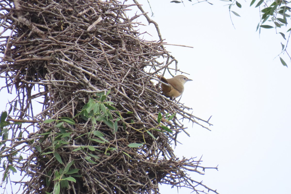 Rufous-fronted Thornbird - ML619113895