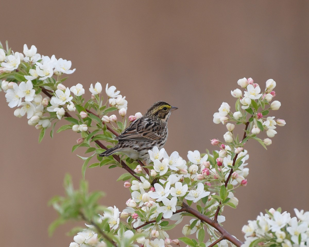 Savannah Sparrow - Timothy Barry