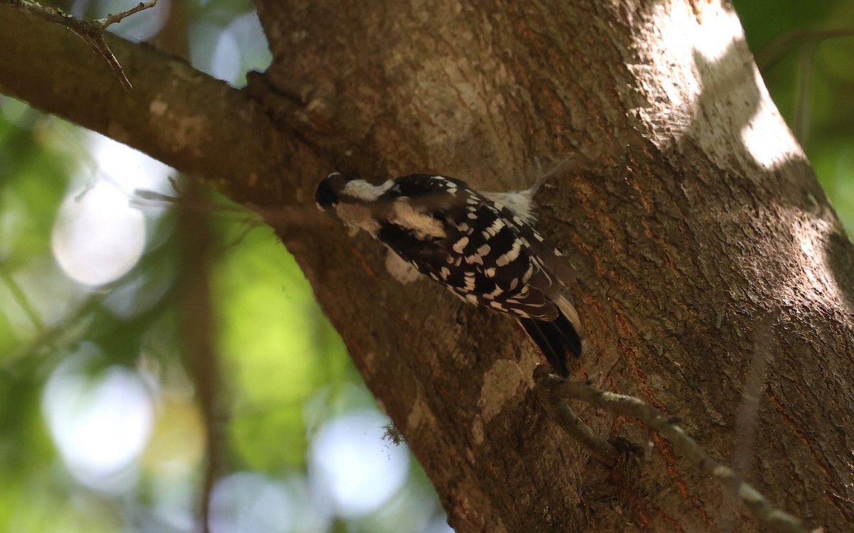 Downy Woodpecker - Margareta Wieser