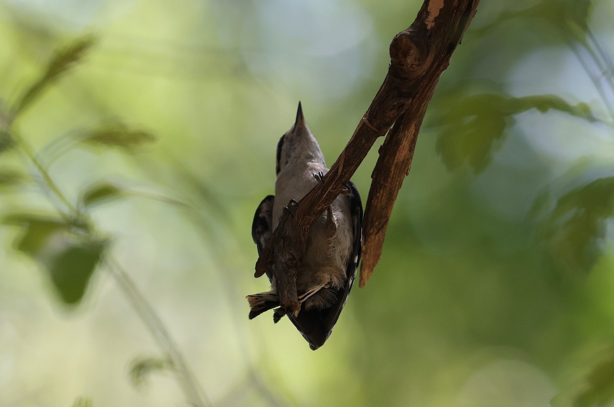 Downy Woodpecker - Margareta Wieser