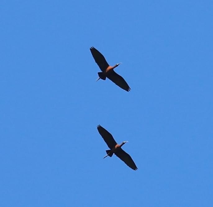 ibis hnědý - ML619113946