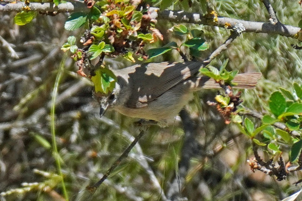 Oak Titmouse - Susan Iannucci