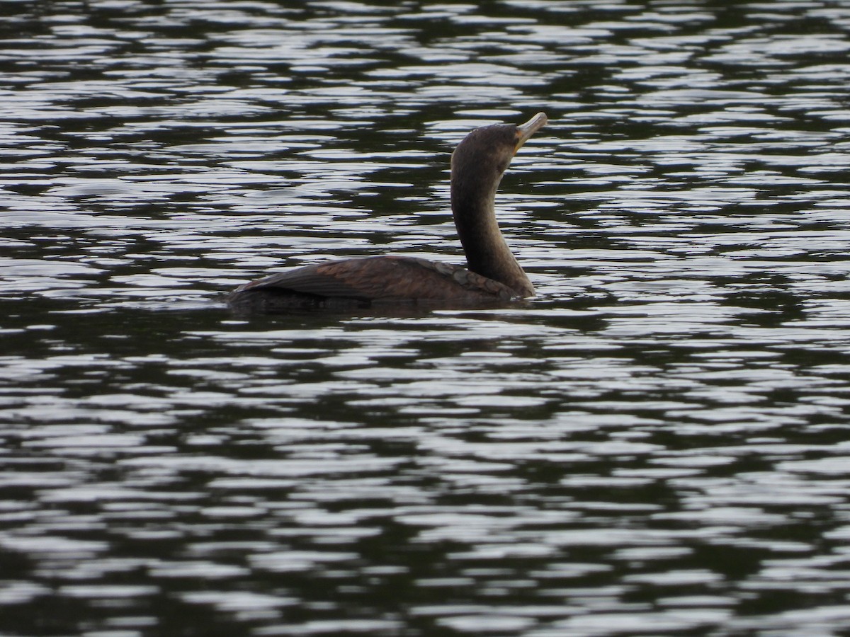 Double-crested Cormorant - Lori O'Bar