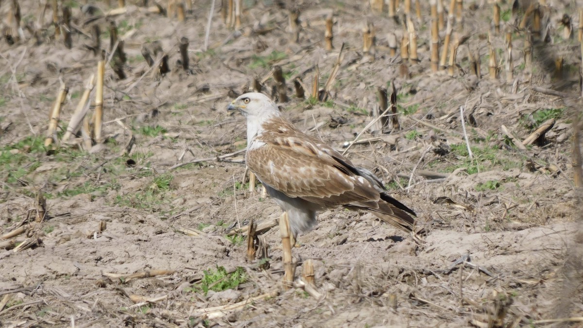 Long-legged Buzzard - Jeremie Berlioux