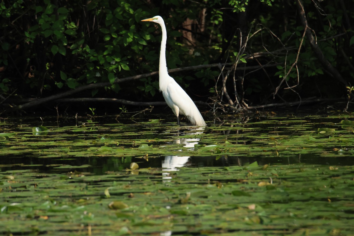 Great Egret - Terri Bleck