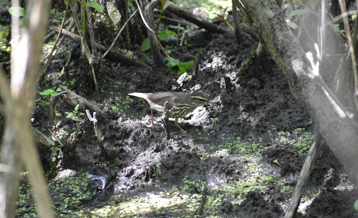 Northern Waterthrush - Siva Gopalnarayanan