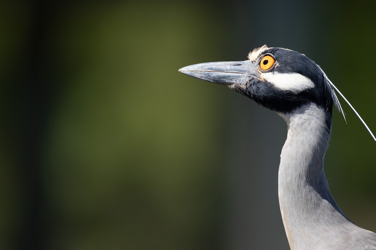 Yellow-crowned Night Heron - Daniel Griffith