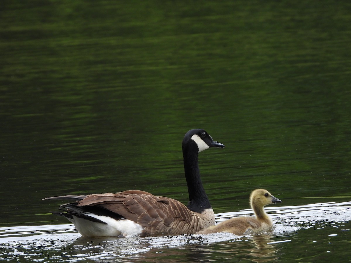 Canada Goose - ML619114000