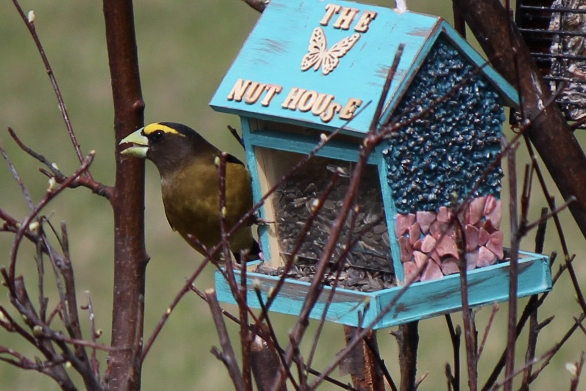 Evening Grosbeak - Amy Ressler-Williams