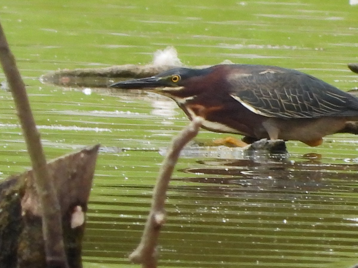 Green Heron - Lori O'Bar