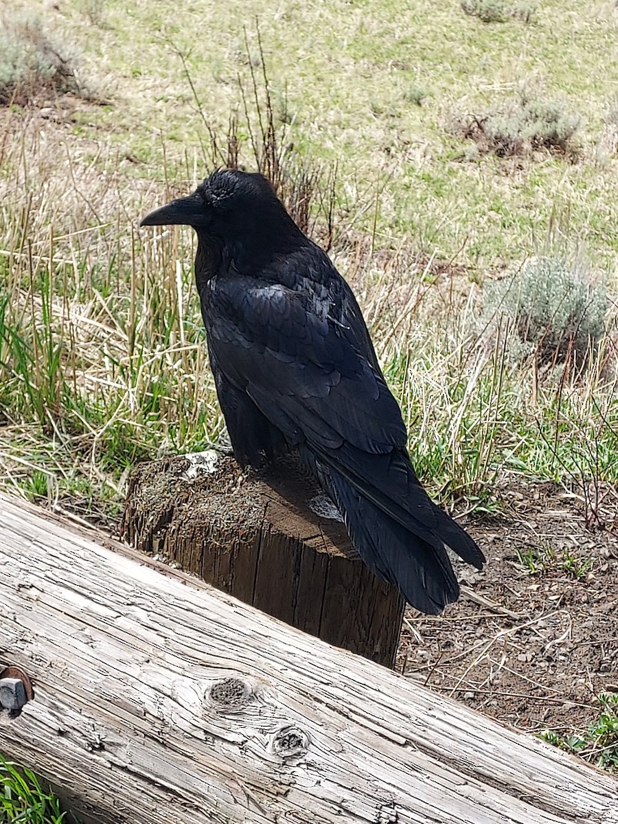 Common Raven - ML619114050