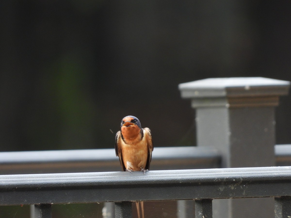 Barn Swallow - ML619114072