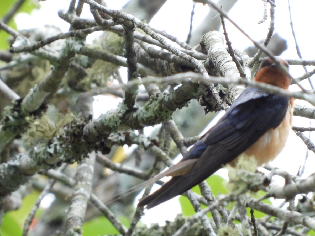 Barn Swallow - ML619114073