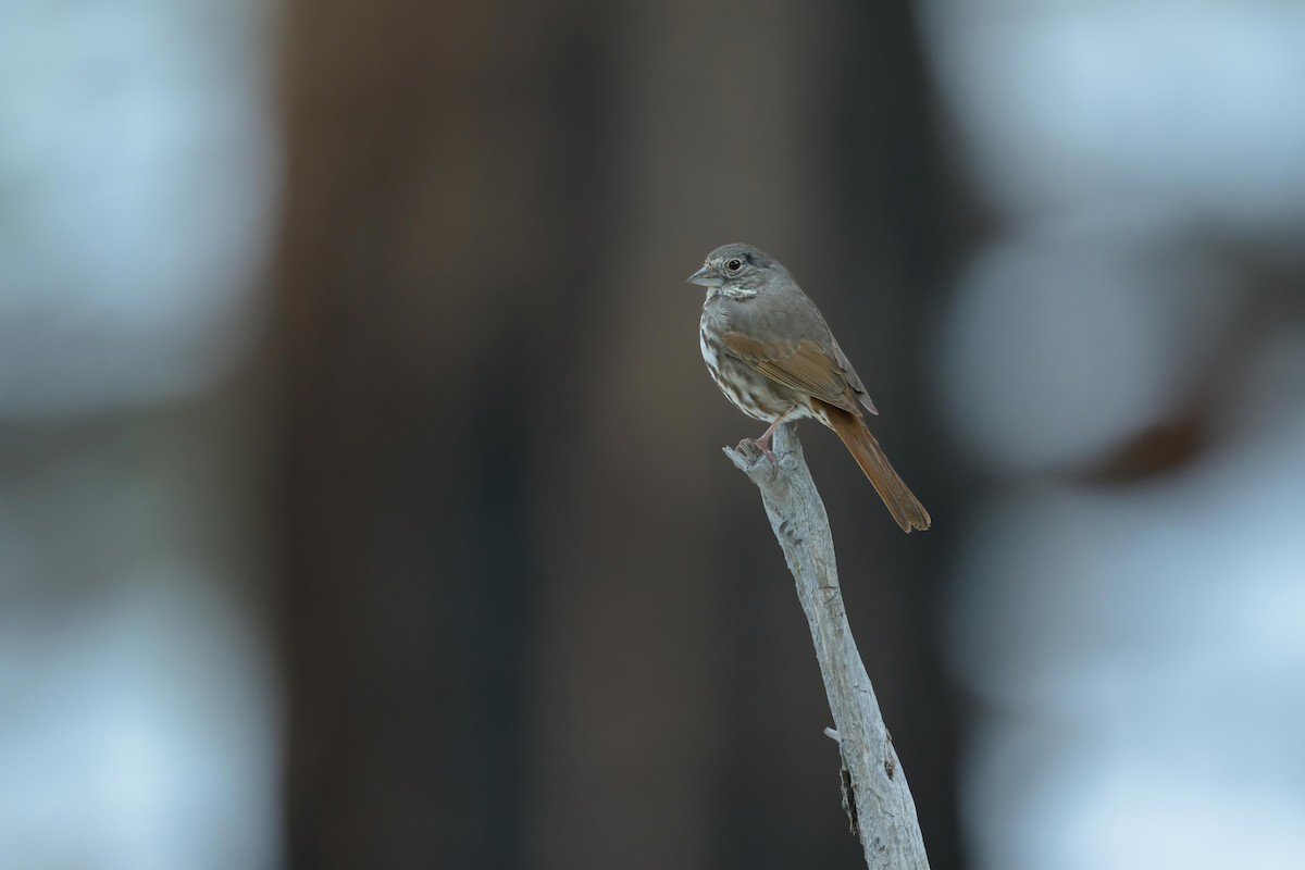 Fox Sparrow - ML619114082