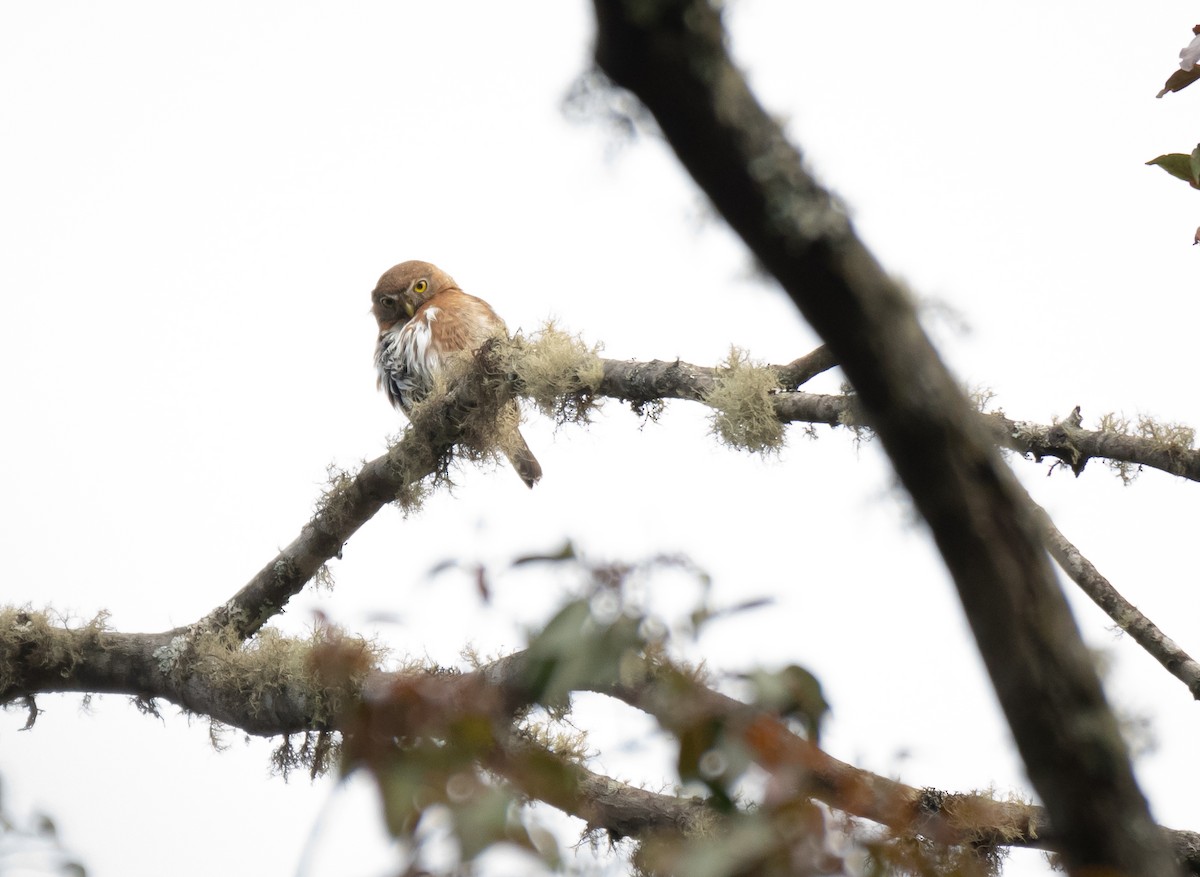 Northern Pygmy-Owl (Guatemalan) - ML619114084