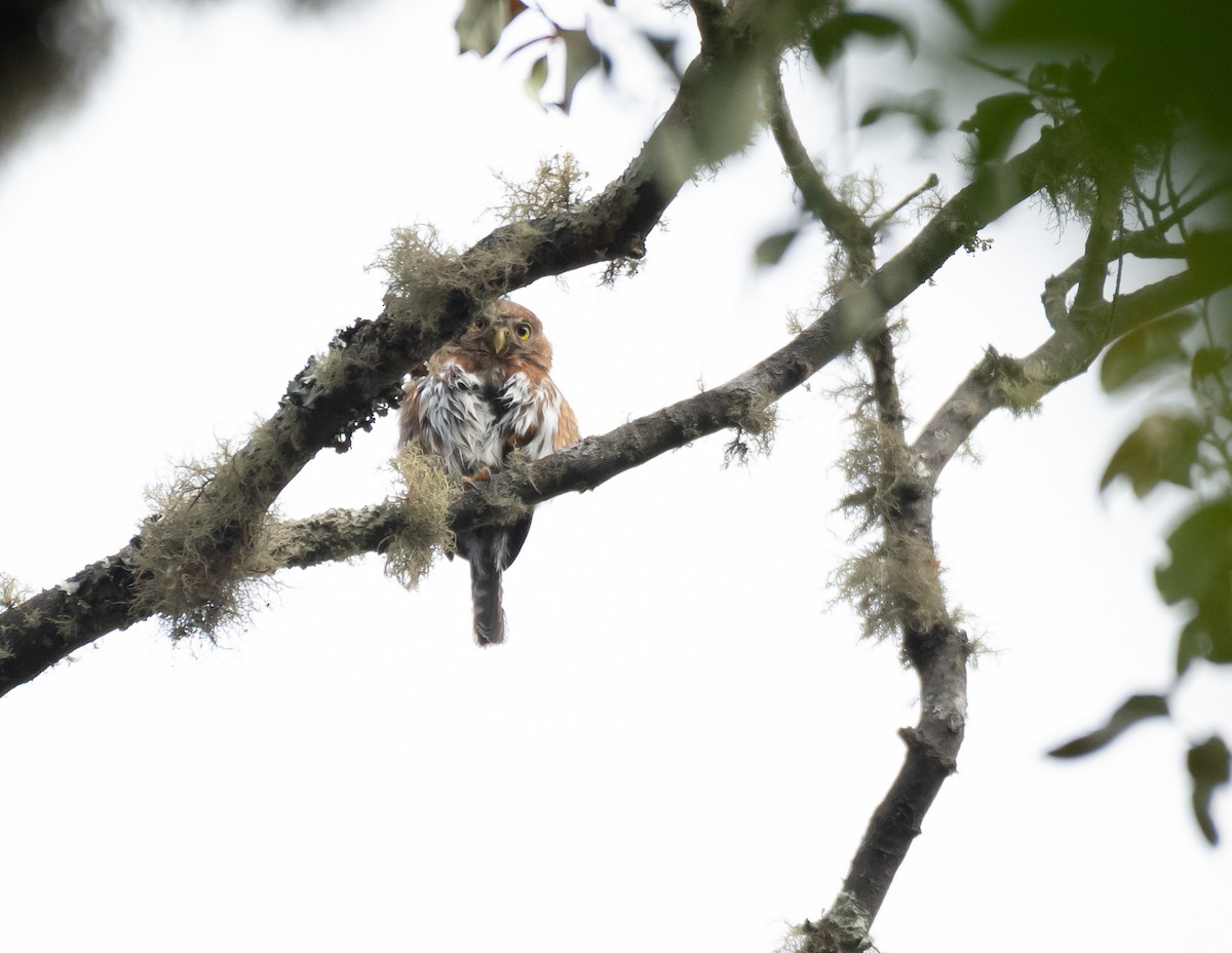 Northern Pygmy-Owl (Guatemalan) - ML619114085